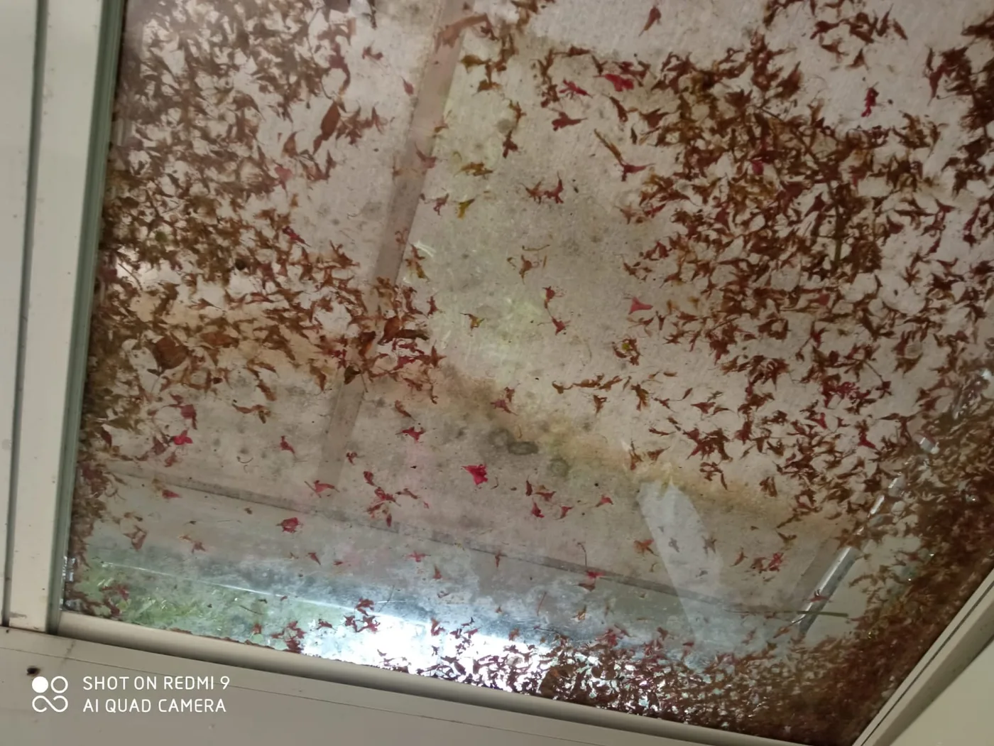 Cómo preparar los cristales y escaparates para el otoño